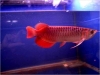 Top quality Arowana fish for sale